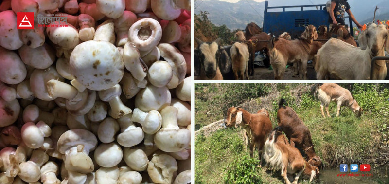 एयरलाइन्सको जागिर छोडेर बाख्रापालन र कृषि फार्ममा व्यस्त प्रदीप गिरी