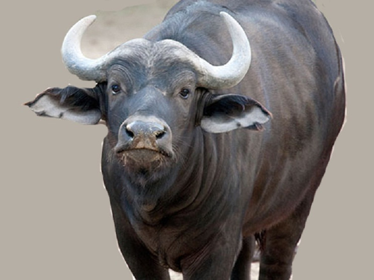 गुल्मीमा राँगाको तथ्याङ्क सङ्कलन गरिँदै