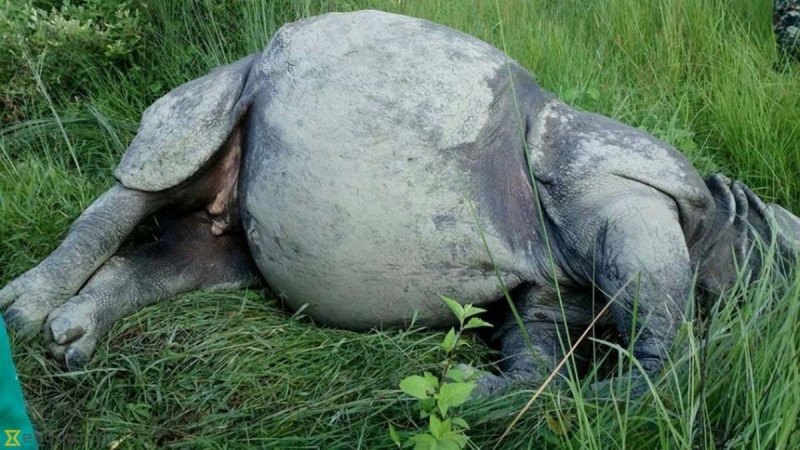चितवनमा एक वर्षमै २२ गैँडा मरे