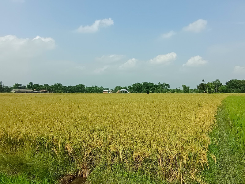 मोरङमा चैते धानको उत्पादन वृद्धि, मूल्यमा गिरावट