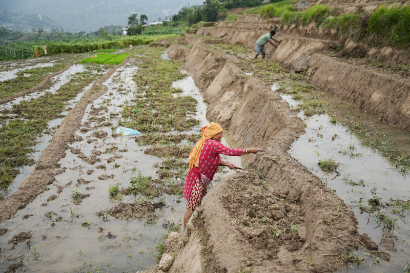 कञ्चनपुरमा असार मध्यसम्म ४५ प्रतिशत मात्र राेपाइँ, मनसुनको असन्तुलन मुख्य कारण