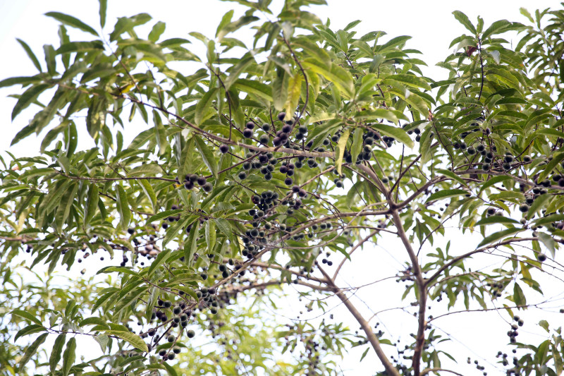 तनहुँका सामुदायिक वनलाई रुद्राक्ष पकेट क्षेत्र बनाइदै