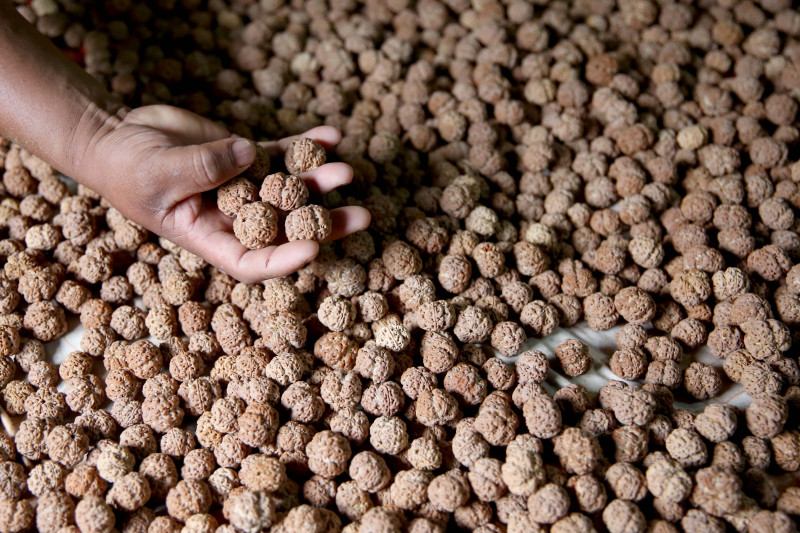 संखुवासभामा जडीबुटी निकासीबाट ४ करोडभन्दा बढी राजस्व संकलन