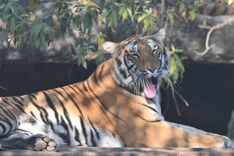 दाङमा फेला परे सातवटा बाघ