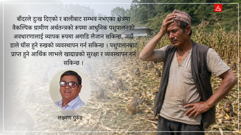 बाँदर व्यवस्थापनमा नयाँ सोच : खाद्य बाली र खाद्य संस्कृतिको रूपान्तरण