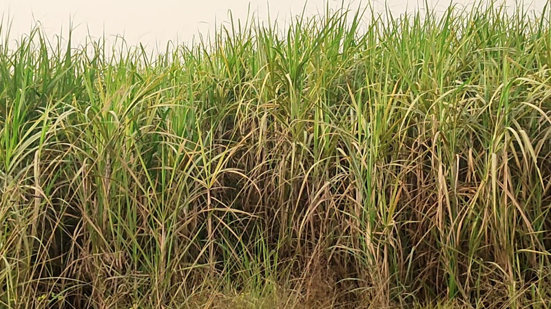 गुलियो उखुको तीतो व्यथा : अन्योलमा किसान