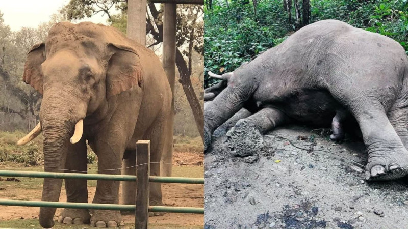 चितवनमा ‘रोनाल्डो’ हात्ती मृत फेला