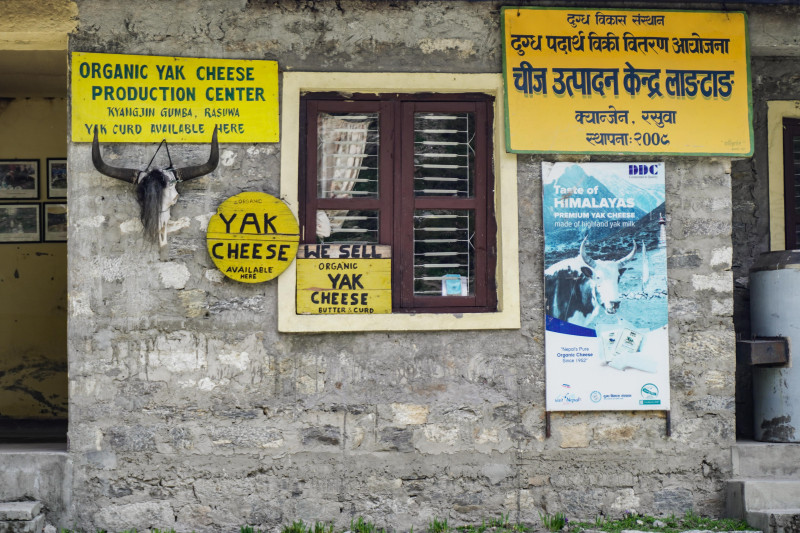लाङटाङको क्यान्जिन चिज: इतिहासदेखि संकटसम्म (तस्वीरहरू)