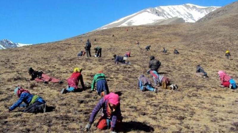 आगामी १० जेठबाट सबैले यार्सागुम्बा संकलन गर्न पाउने