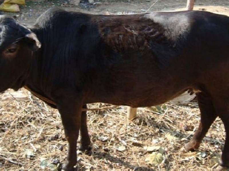 हराउँदै स्थानीय जातका गाई