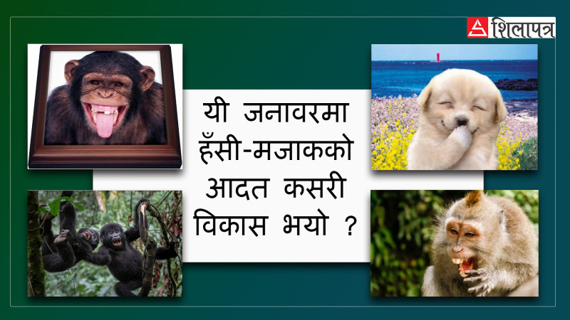 यी जनावरले कसरी गर्छन् ख्यालठट्टा ?