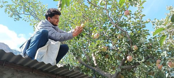 मुस्ताङमा स्याउ टिप्न सुरु