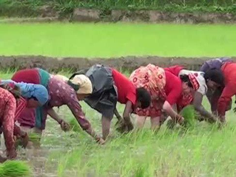 आज धान दिवस, कृषिप्रधान देशमा वार्षिक ९ लाख मेट्रिक टन धान अपुग