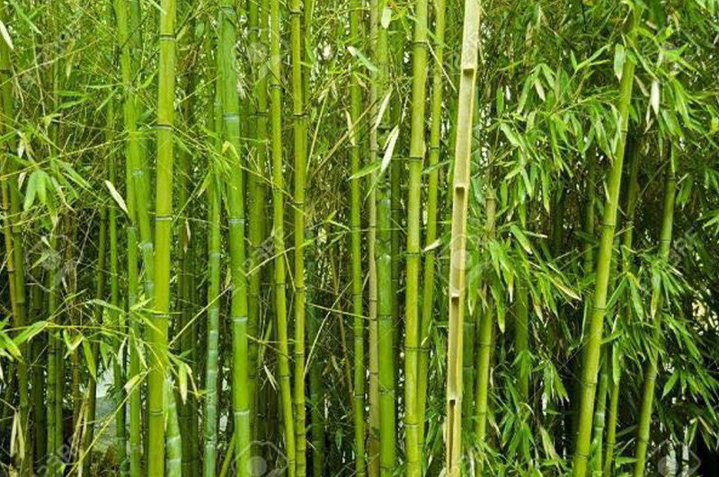 चुरे क्षेत्रमा बाँस रोप्न तयार दाता फर्किए, नयाँ दाता खाेज्दै सरकार