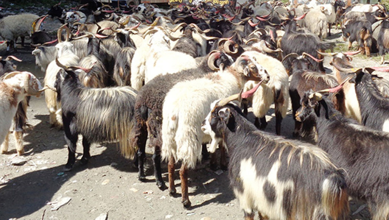 दसैँका लागि ल्याएका भेडाच्याङ्ग्रा तिहारमा पनि बिकेनन्