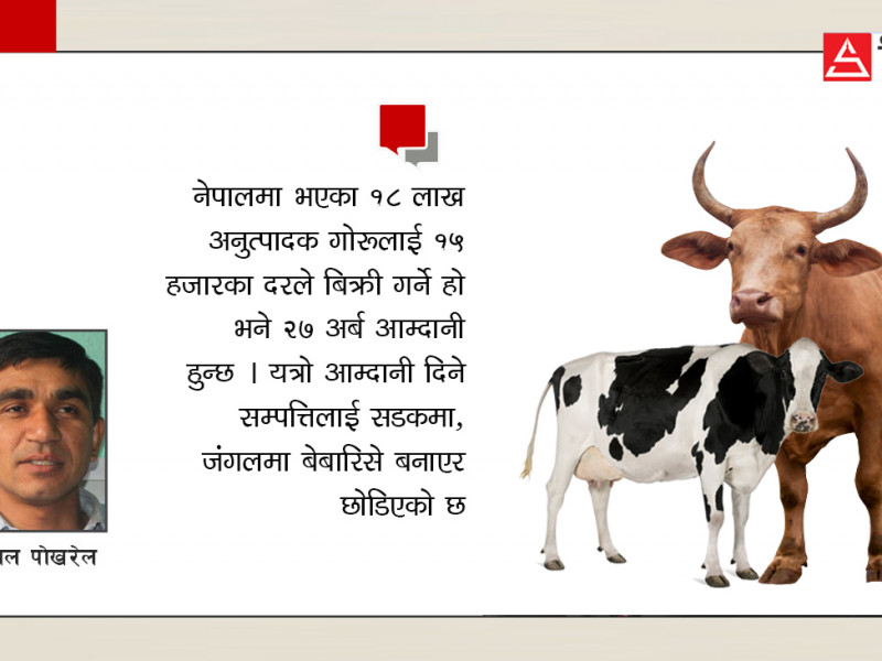 किसानमारा गाईनीति र अलपत्र २७ अर्बका गोरु !