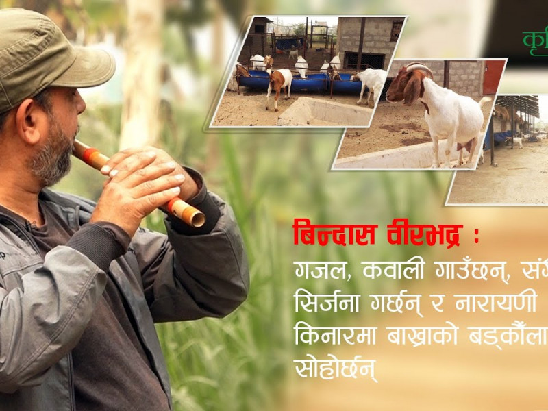 विन्दास वीरभद्र : गजल, कवाली गाउँछन्, संगीत सिर्जना गर्छन् र नारायणीको किनारमा बाख्राको बड्कौँला सोहोर्छन्