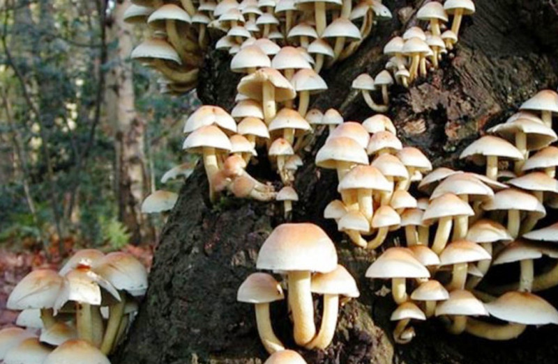 झापामा जंगली च्याउ खाँदा एकै परिवारका ११ जना बिरामी