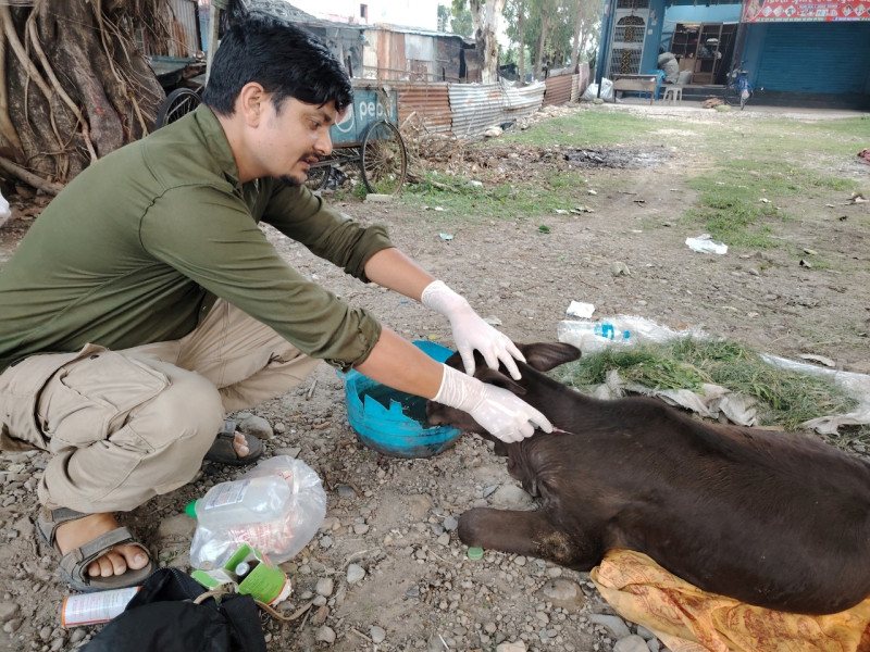 घाइते छाडा चौपायाको उद्धार र उपचारमा खटिइरहेका विष्णु