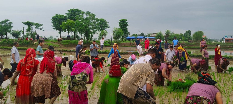 लुम्बिनीमा जम्मा साढे १८ प्रतिशत मात्रै रोपाइँ  