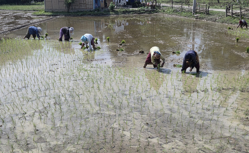 सुनसरीमा चैते धान रोपाइँ गर्न भ्याइनभ्याइ