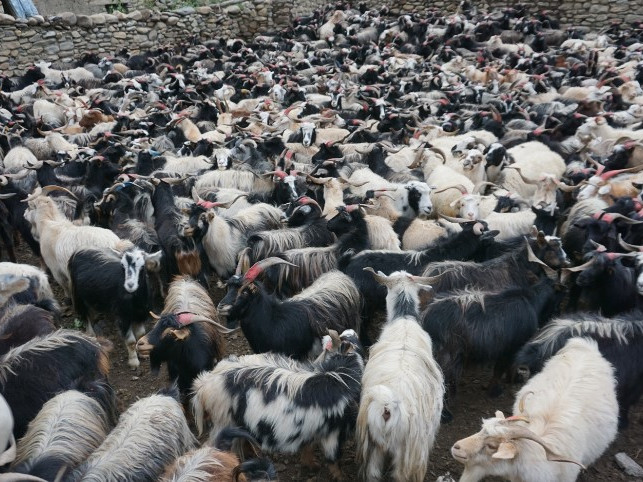 दसैं-तिहारमा च्याङ्ग्रा बेचेर मुस्ताङमा भित्रियो ३५ करोड रुपैयाँ