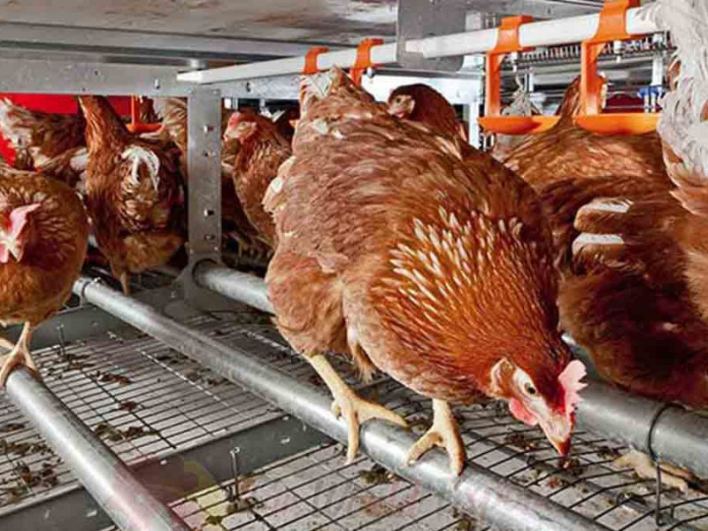 जागिर छाड्दा पाएकाे पैसाले कुखुरापालन, वार्षिक ५० लाख रुपैयाँ आम्दानी