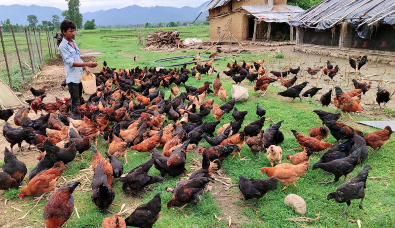 चितवनमा कुखुरामा देखियो ‘चिकेन एनेमिया भाइरस’