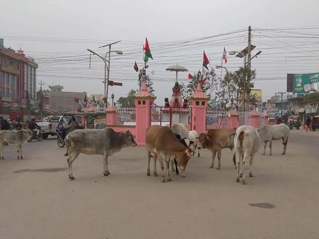 लहान बजारमा छाडा चौपाया आतंक, व्यवस्थापन गर्न स्थानीय सरकार उदासीन