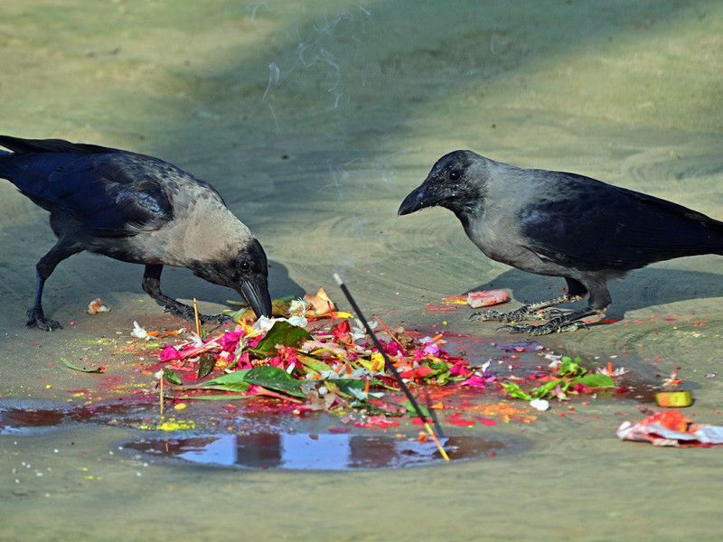 कागले फैलायो काठमाडाैंमा बर्डफ्लु