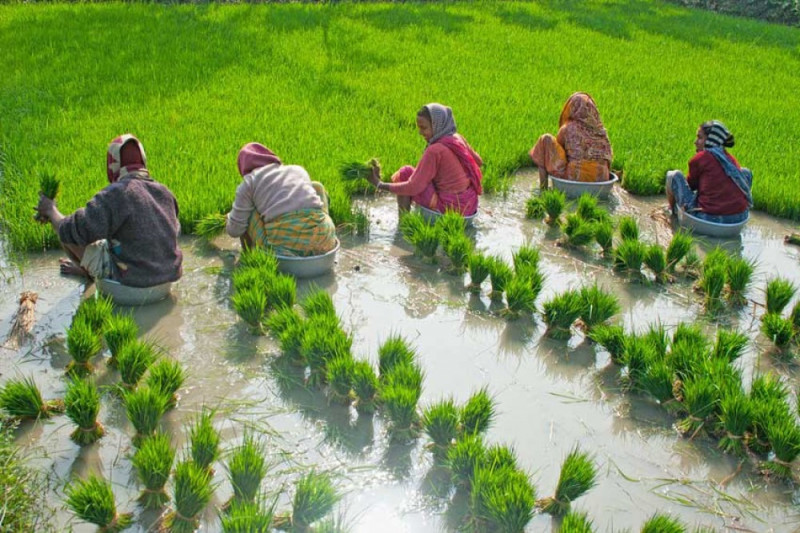 यो वर्ष बाँकेमा धान उत्पादन बढ्ने आँकलन