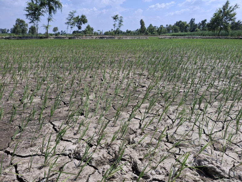 खडेरीले धान उत्पादन घट्ने चिन्ता, आकाशेपानीकै भरमा मधेशमा ५१ प्रतिशत रोपाइँ 