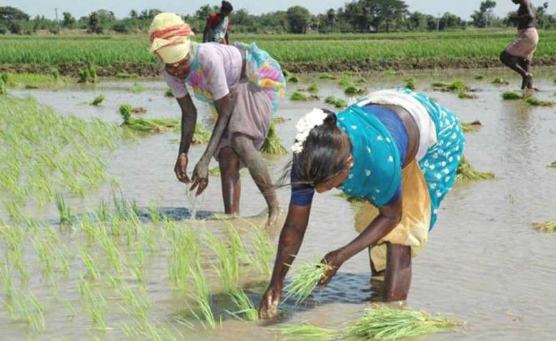 ताप्लेजुङमा ४५ प्रतिशत रोपाइँ