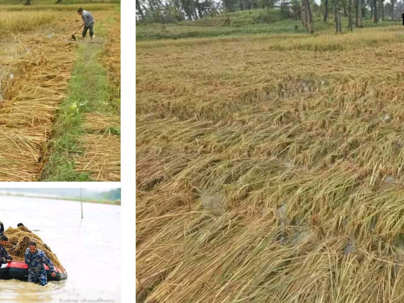 बेमौसमी बाढीले किसानको गाँस खोस्यो, पीडितको प्रश्न- अब पेट कसरी पाल्ने ?