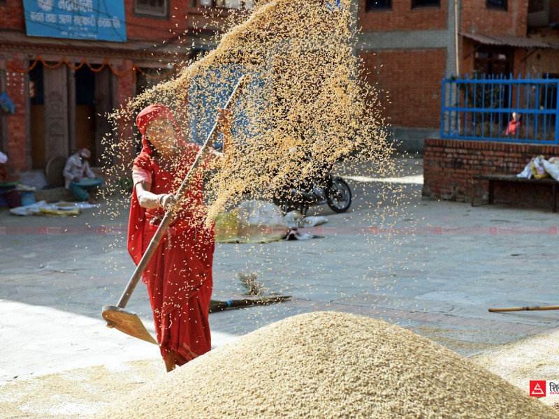 बाँकेमा लक्ष्यभन्दा कम मात्रामा धान खरिद