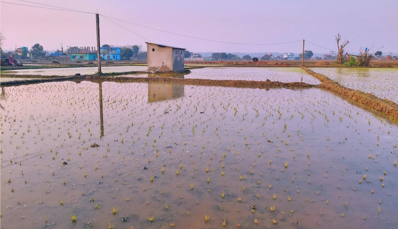 अनुदानले बढ्दै छ चैते धानको खेती क्षेत्र र उत्पादन
