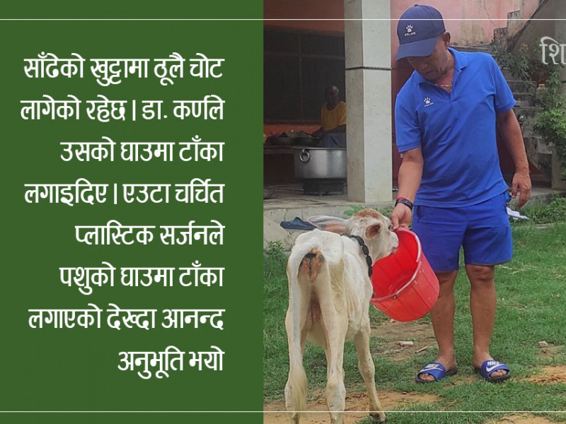 सडक दुर्घटनामा माउ गुमाएकी छोड्की, साँढेको घाउमा टाँका लगाउने प्लास्टिक सर्जन