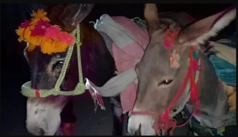 पाकिस्तानमा काठ तस्करी मुद्दामा गधाहरूलाई अदालतमा उपस्थित गराइयो