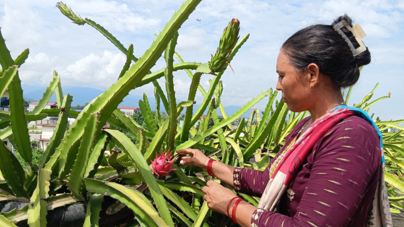 कौसीमा ड्रागन खेती गरिरहेकी सीता, जसले कमाउँछिन् वार्षिक आठ लाख रुपैयाँ