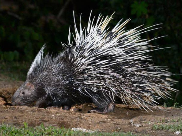 समूह बनाएर बाँदर धपाउने पर्वतका किसान भन्छन्- दुम्सीकाे त ओखती नै छैन