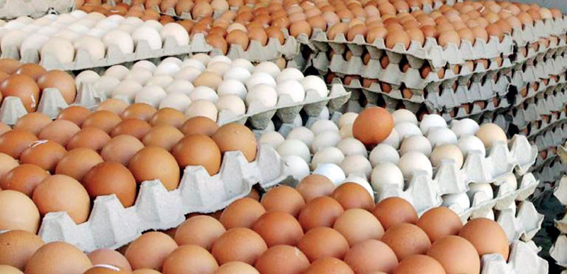 माग बढेसँगै अण्डाको समर्थन मूल्य पनि बढ्यो