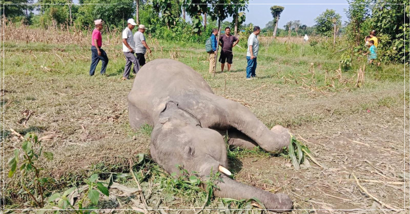 बराहक्षेत्रमा जंगली हात्ती मृत फेला