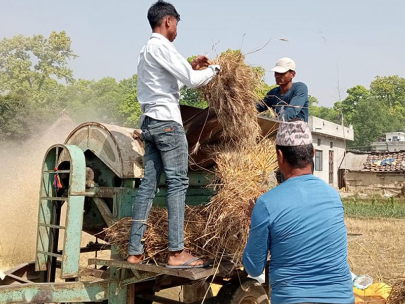 स्थानीय चुनावः नेता घरदैलोमा, जनता गहुँ भित्र्याउने चटारोमा