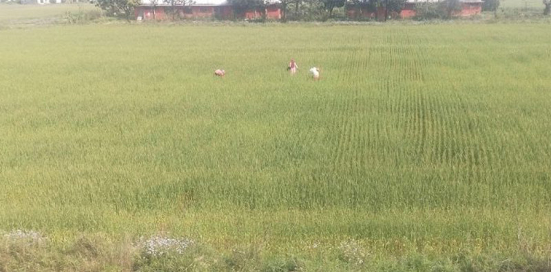 खडेरीले सुक्यो गहुँबाली, पानी नपर्दा मकै रोप्न ढिलाइ