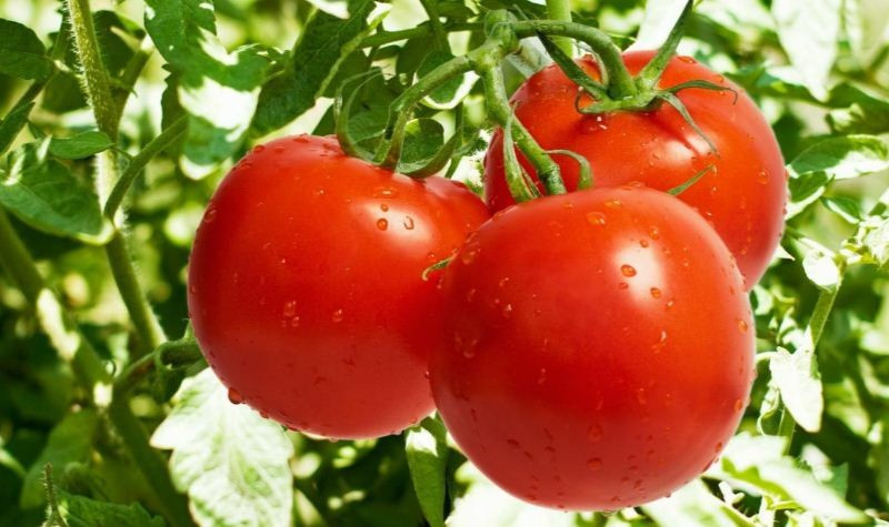 गोलभेँडा ६० रुपैयाँ किलो, प्याजको भाउ कति ?