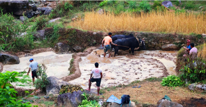 हलगोरु पाल्ने बागलुङका १७८ किसानले पाए पोषणभत्ता