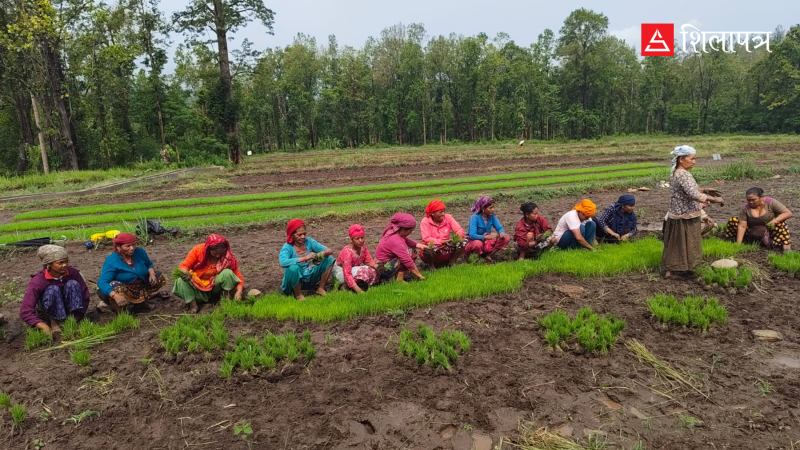 असारको मध्यसम्म कर्णालीमा २८ प्रतिशत रोपाइँ : आकाशको भरमा सिँचाइ, घट्दो उत्पादन