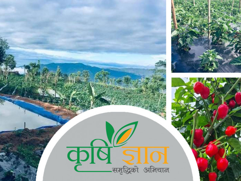 लटरम्म फलाएको अकबरे खुर्सानी देखेर दंग छन् भोजपुरका शिक्षक घिमिरे