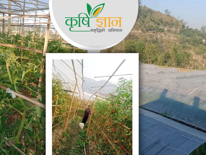 कतारमा सेक्युरिटी गार्ड हुँदा कमाएको पैसा तरकारी खेतीमा, गाउँमै महिनाको आधा लाख कमाइ