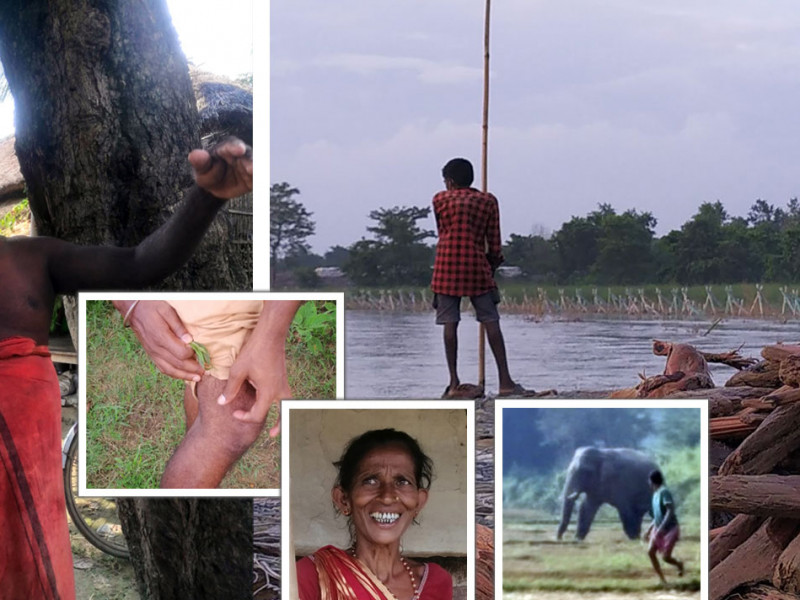 गोठमा अर्नाजस्तै पाडो जन्मिँदा हिरासत बसे सूर्यनारायण, दाँतै झर्नेगरी कुटिए घाँस काट्दा उमेश